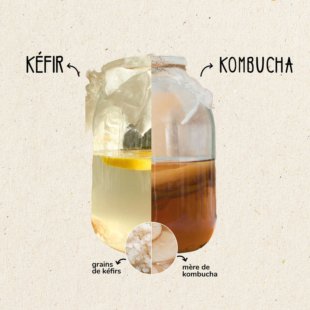 Kéfir de fruits vs Kombucha : quelles différences et lequel choisir ?